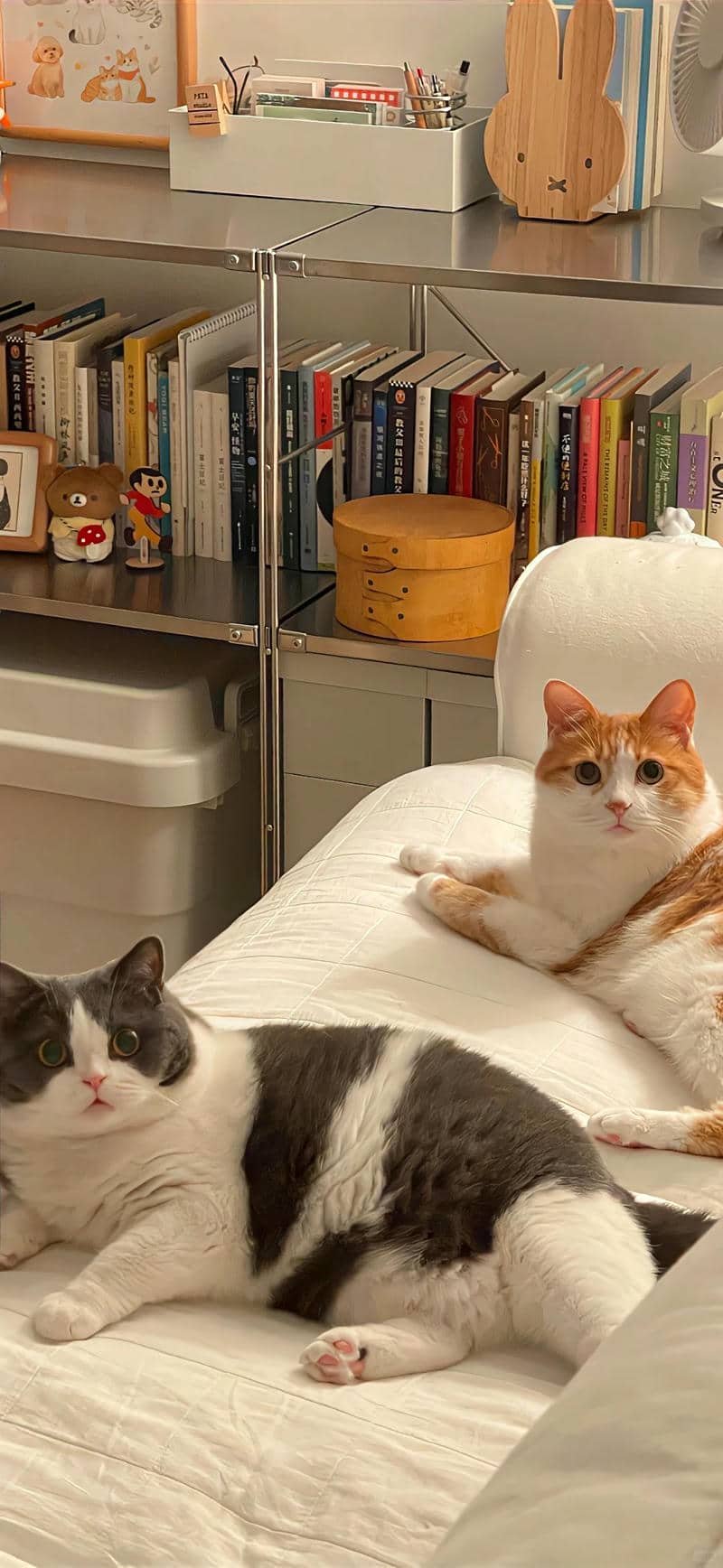 ảnh mèo cute (12)