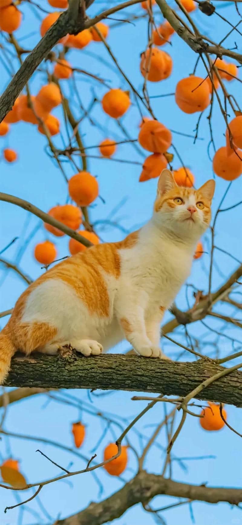 ảnh mèo cute (14)