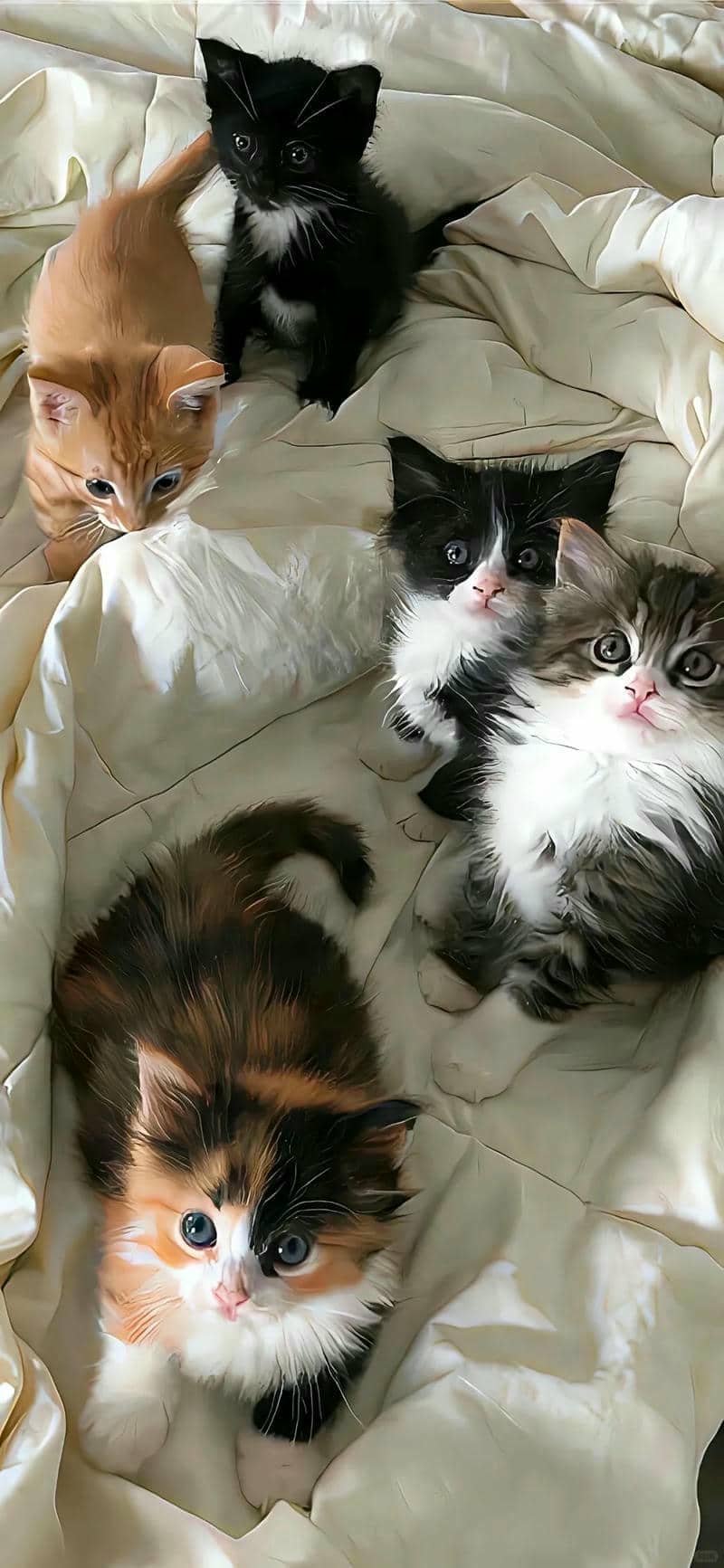 ảnh mèo cute (16)