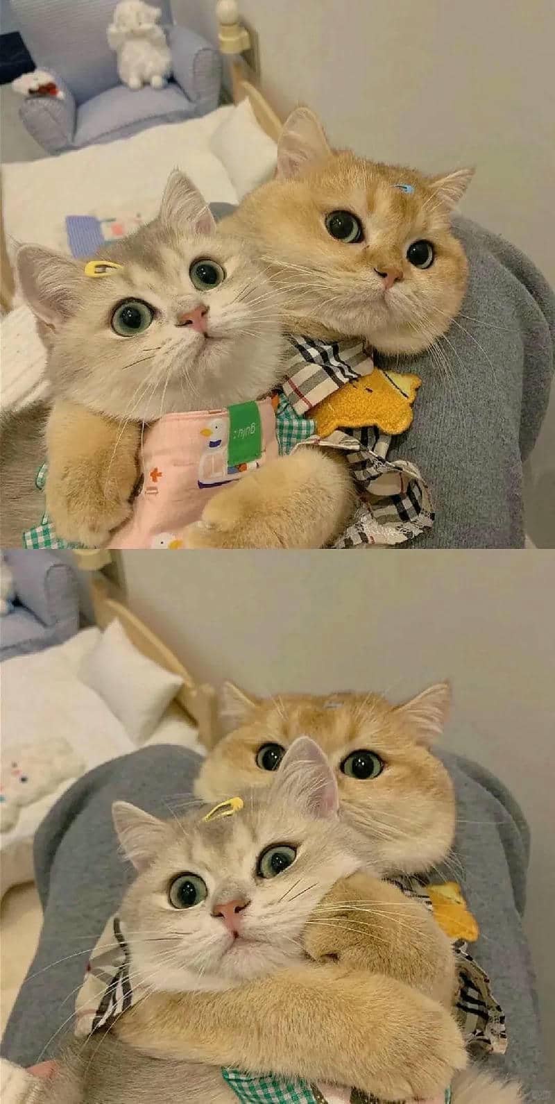 ảnh mèo cute (17)