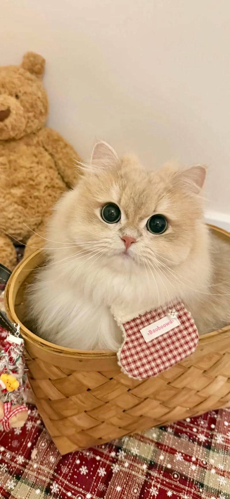 ảnh mèo cute (18)