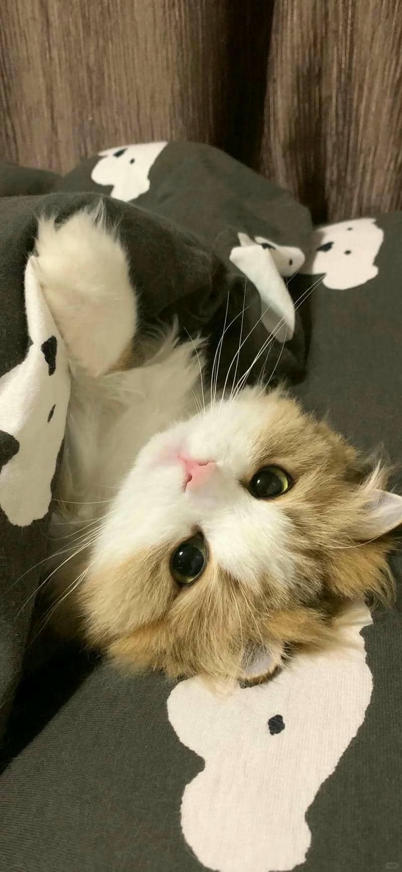 ảnh mèo cute (19)