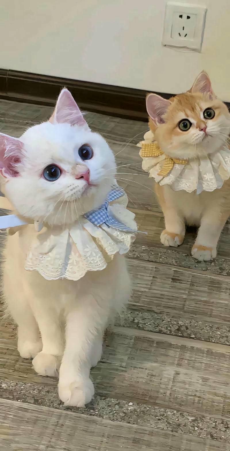 ảnh mèo cute (20)