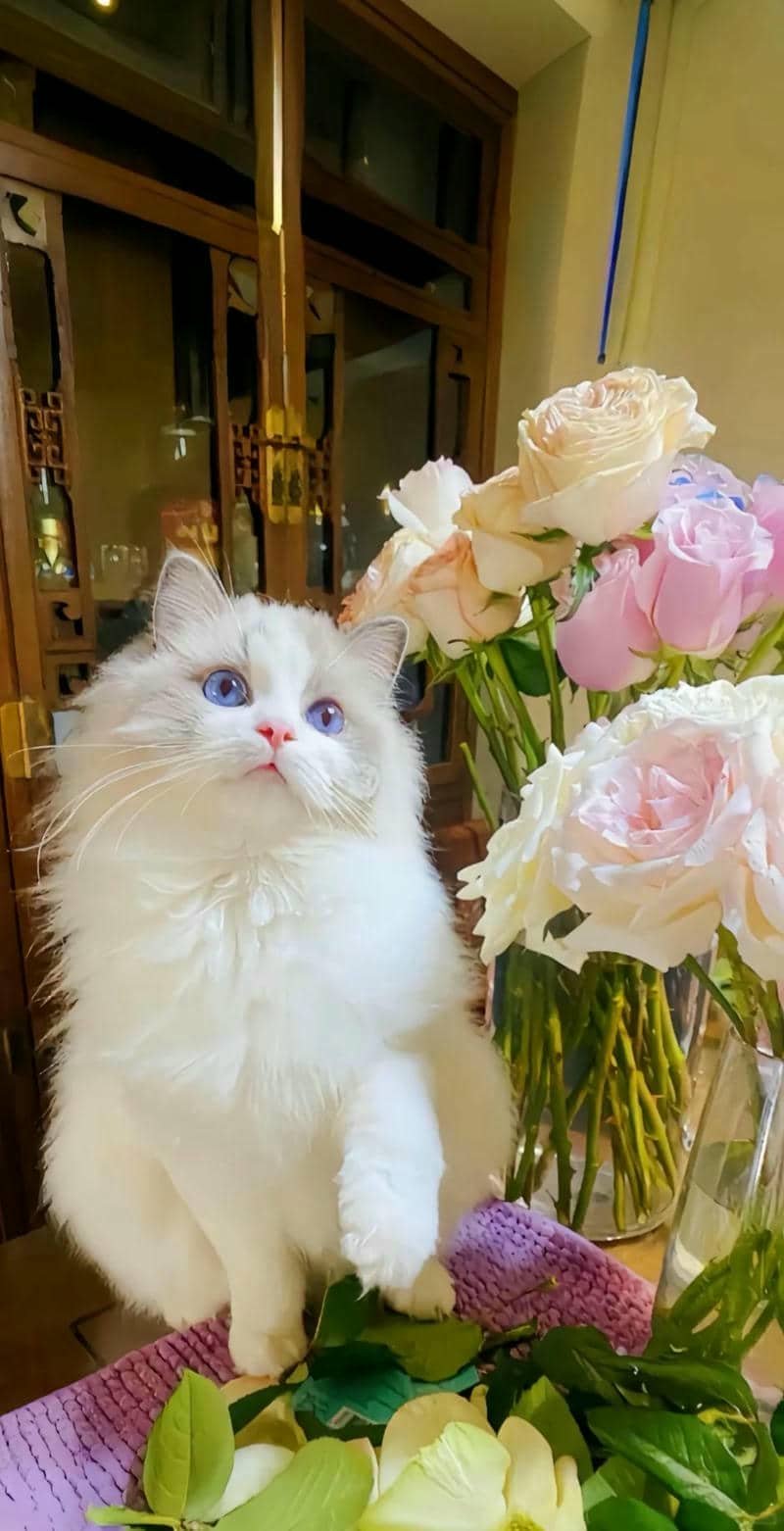 ảnh mèo cute (21)