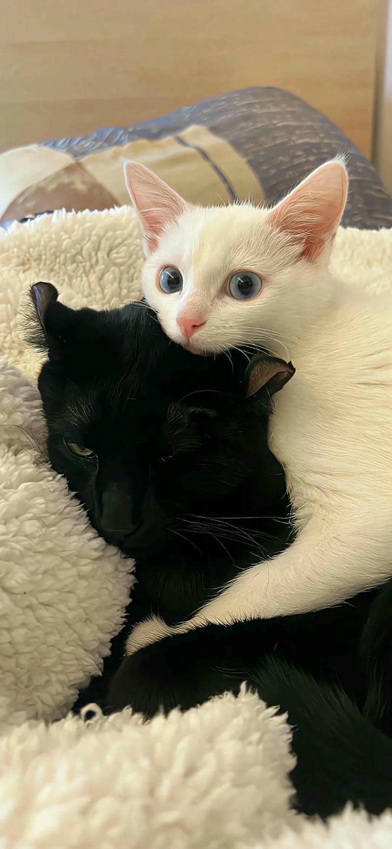 ảnh mèo cute (23)