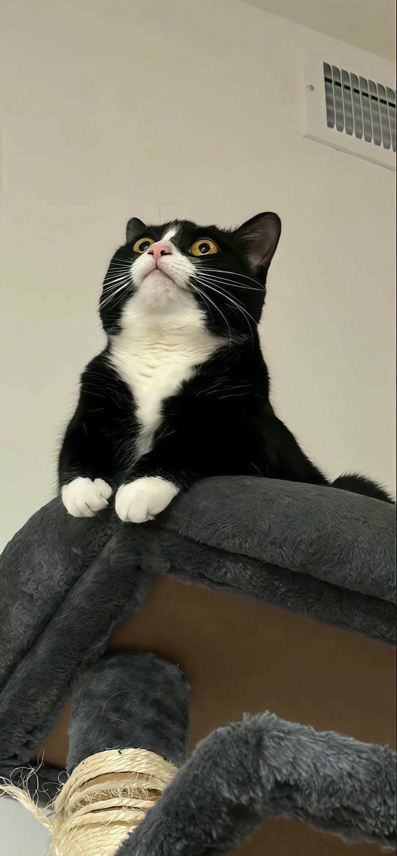 ảnh mèo cute (24)