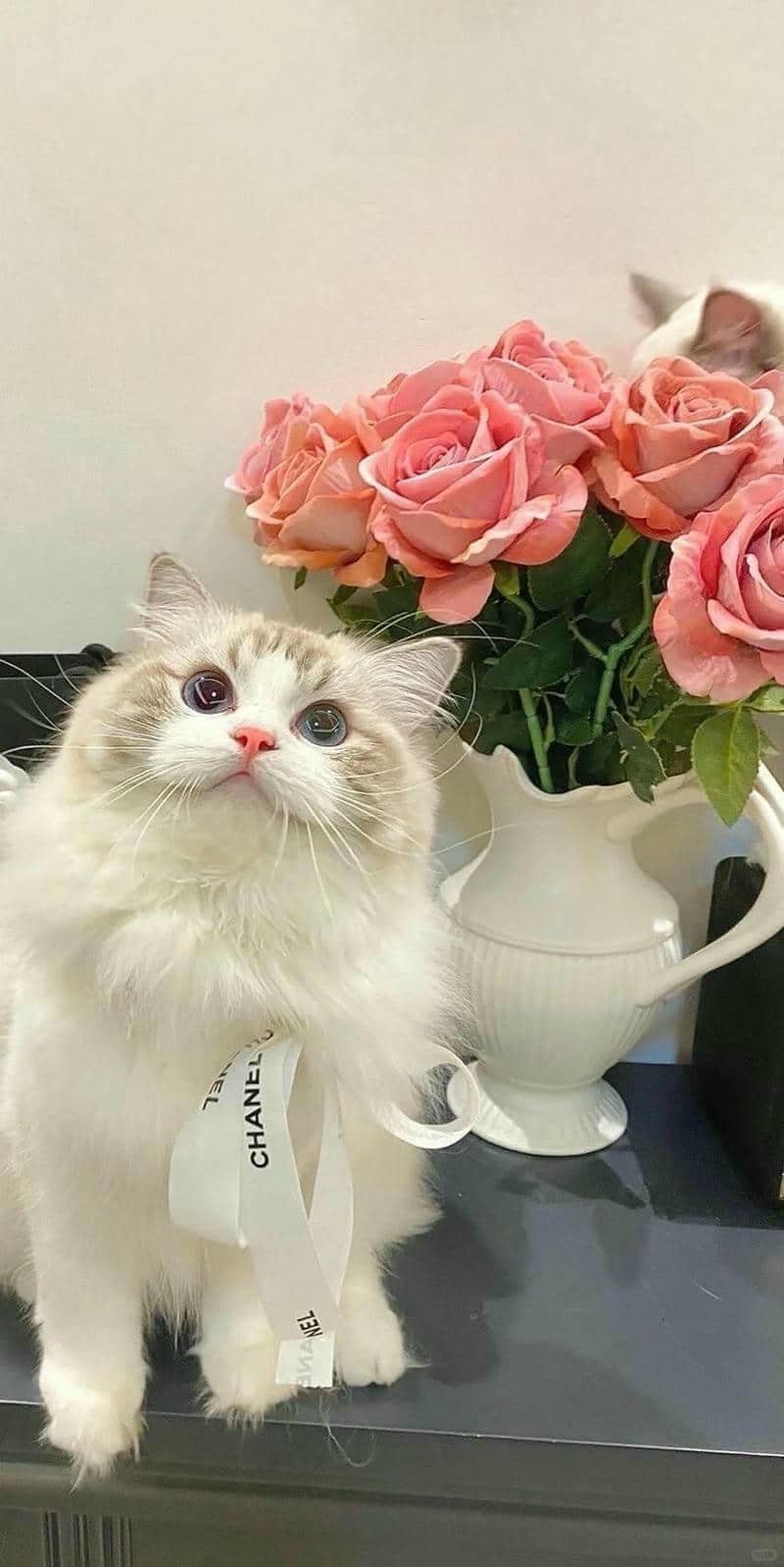 ảnh mèo cute (25)