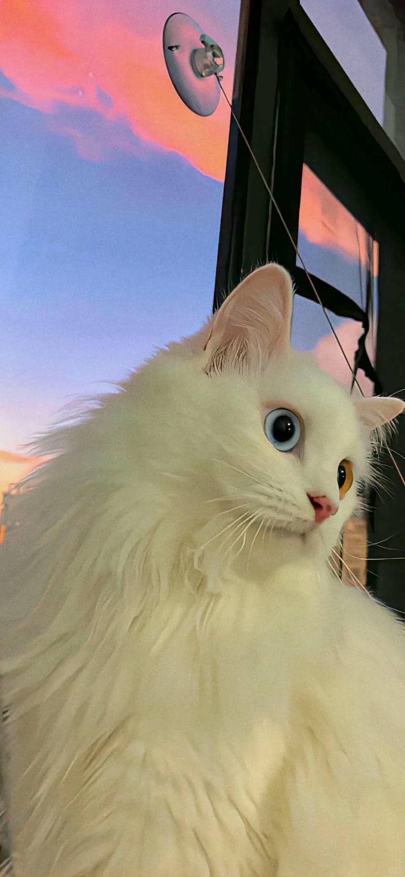 ảnh mèo cute (26)