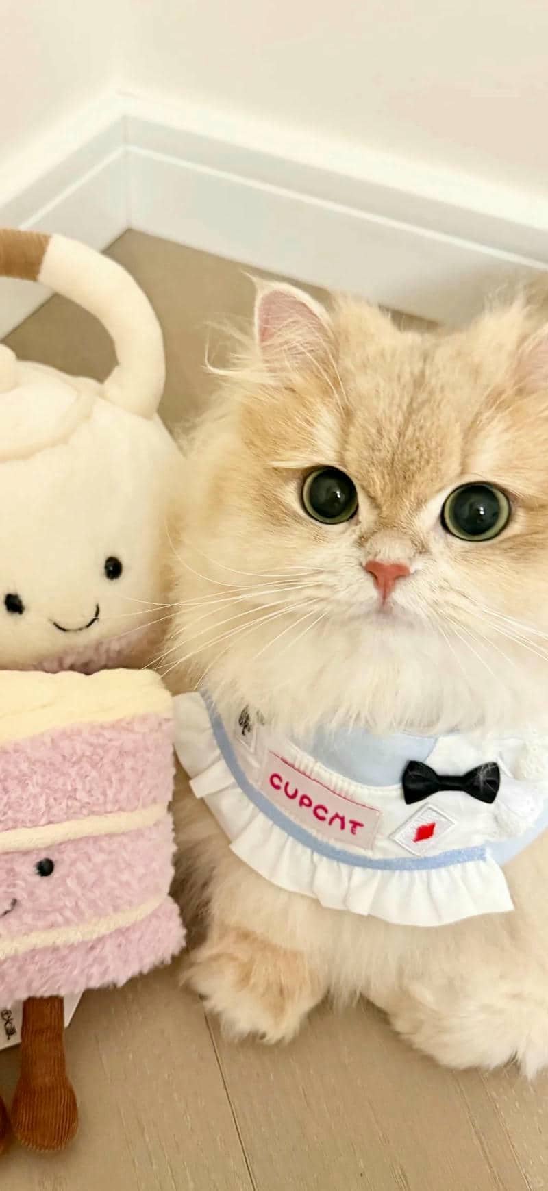 ảnh mèo cute (28)