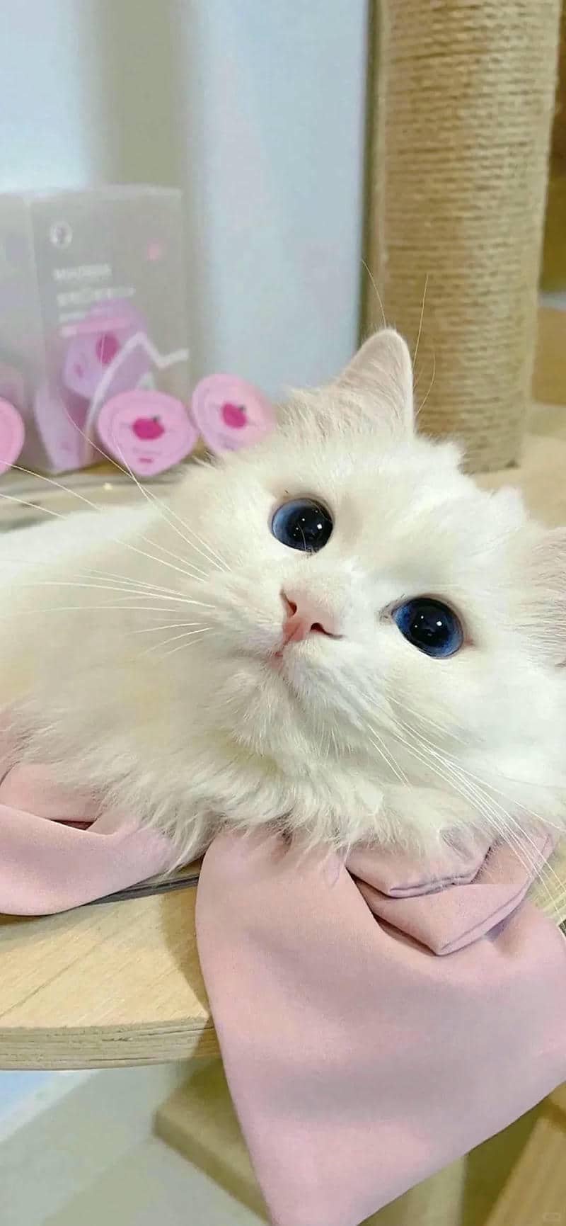 ảnh mèo cute (29)