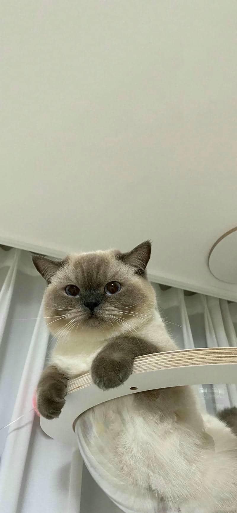 ảnh mèo cute (30)