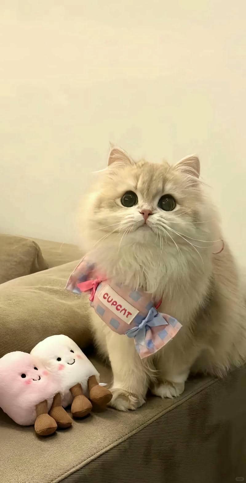 ảnh mèo cute (31)