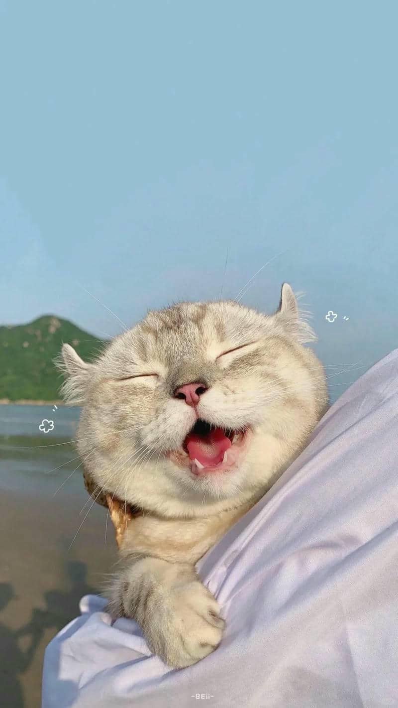 ảnh mèo cute (32)