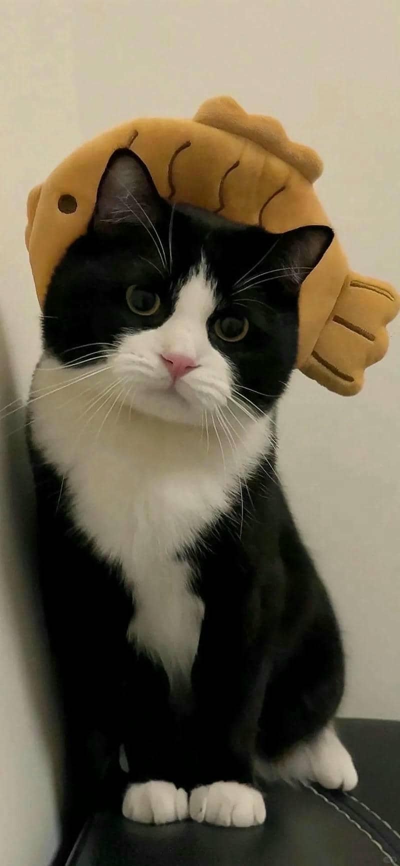 ảnh mèo cute (33)