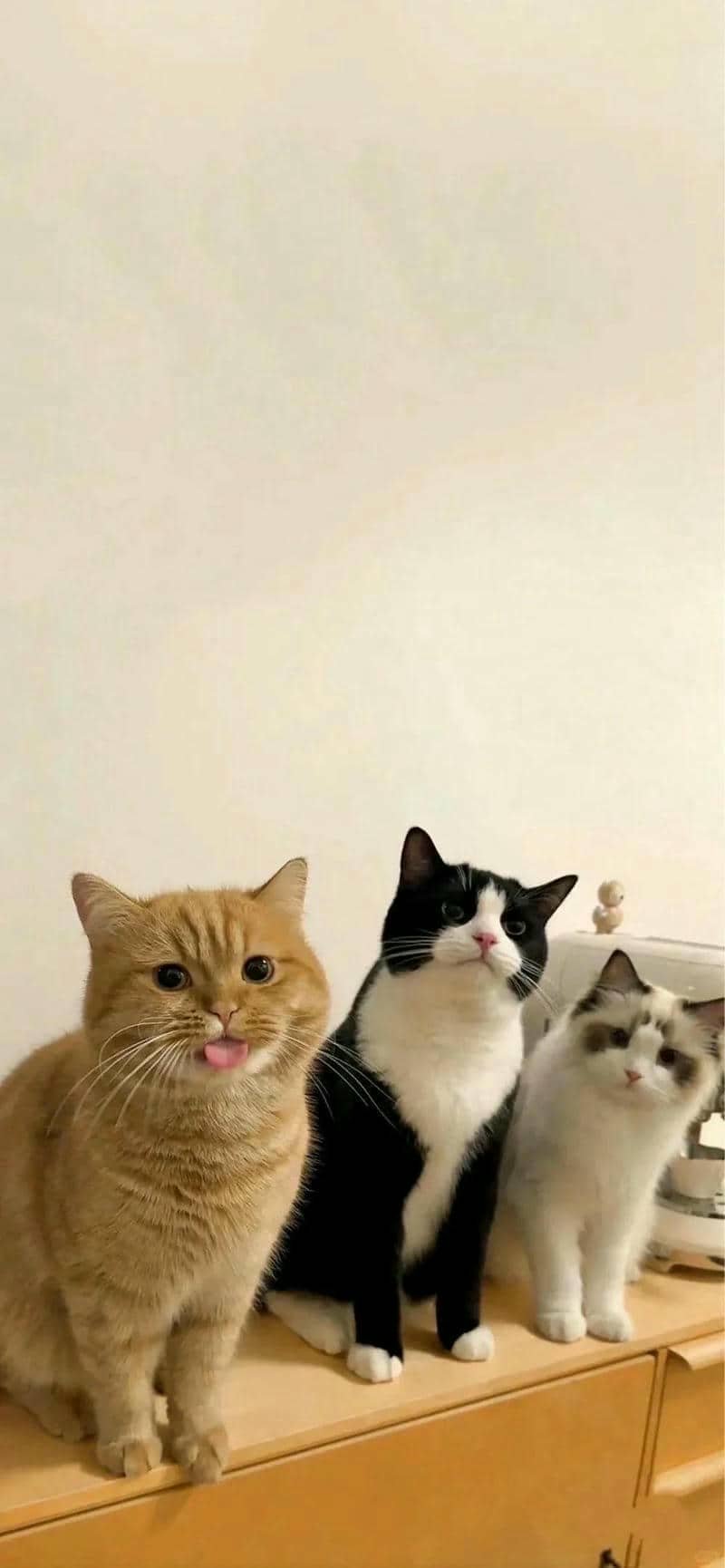 ảnh mèo cute (34)