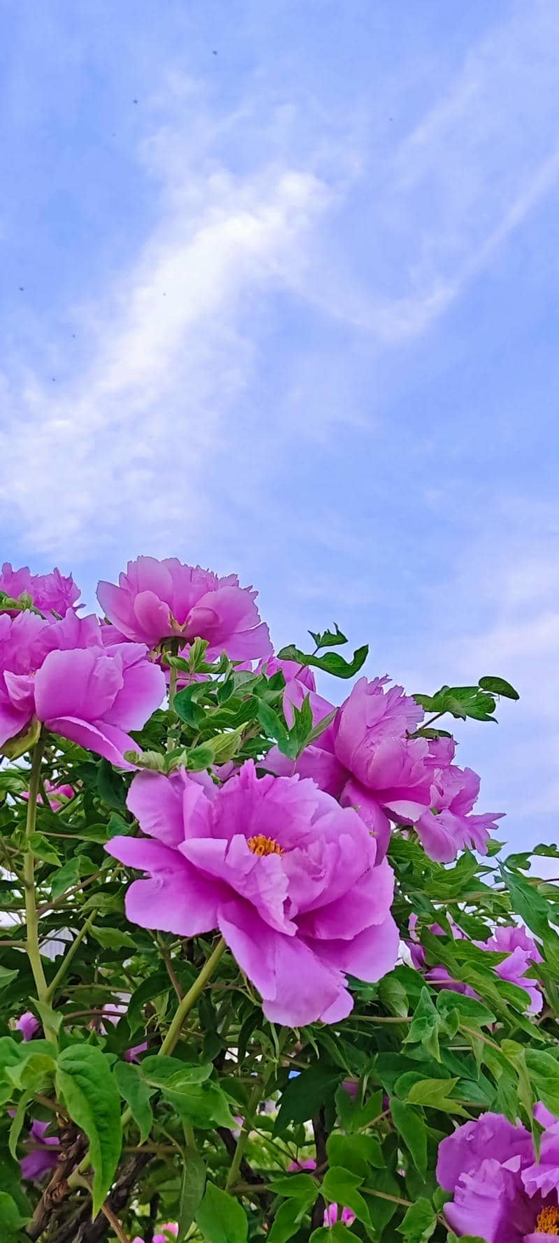 hình nền hoa mẫu đơn (16)