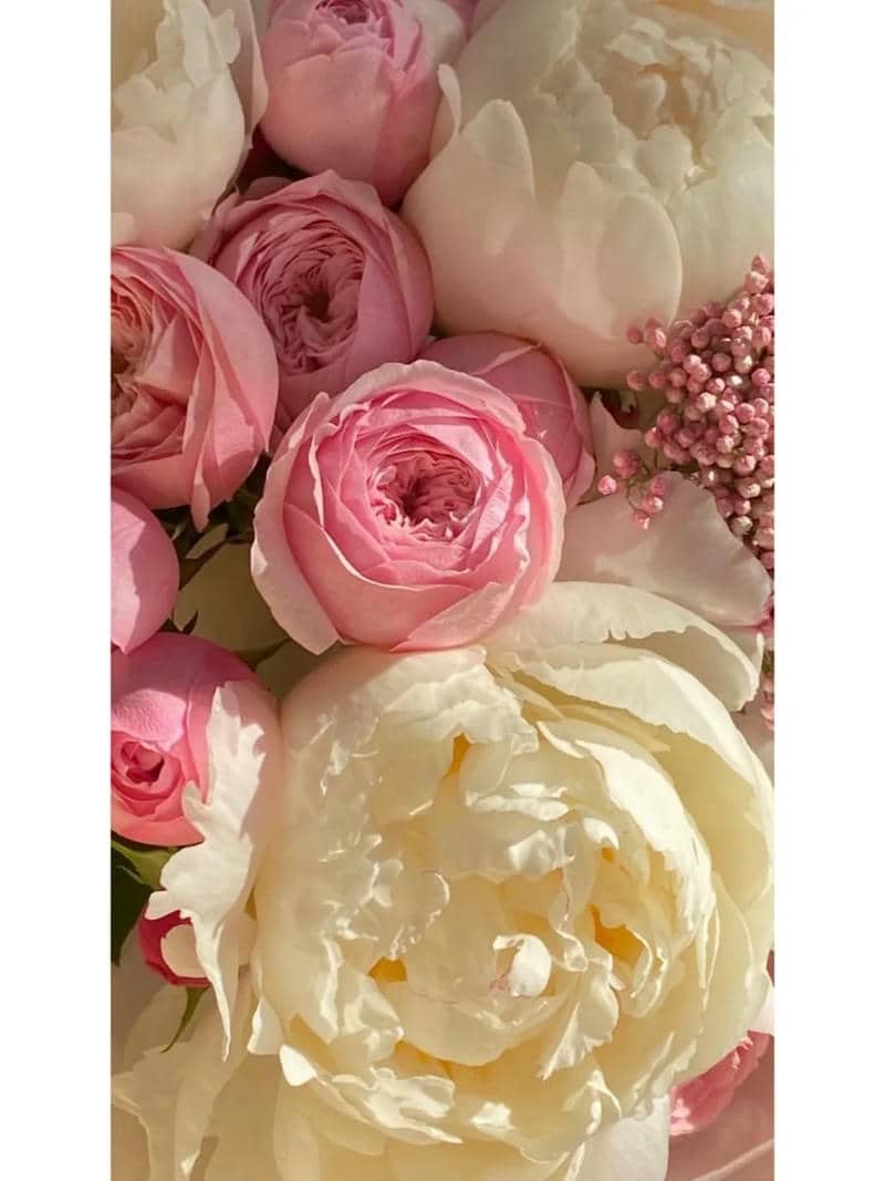 hình nền hoa mẫu đơn (29)