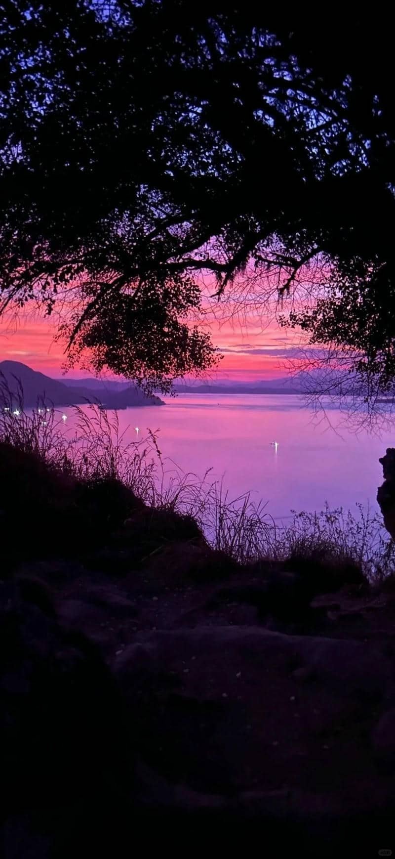 hình nền tím (14)