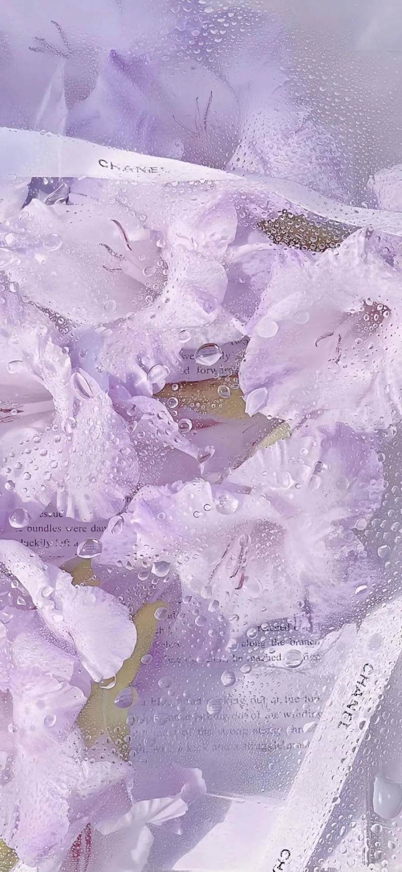 hình nền tím (5)